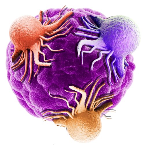 https://tumor-models.com/wp-content/uploads/sites/65/2022/03/cropped-HW220228-Tumor-Models-For-for-Combination-Targeted-Oncology-Logo-ICON-ONLY.jpg